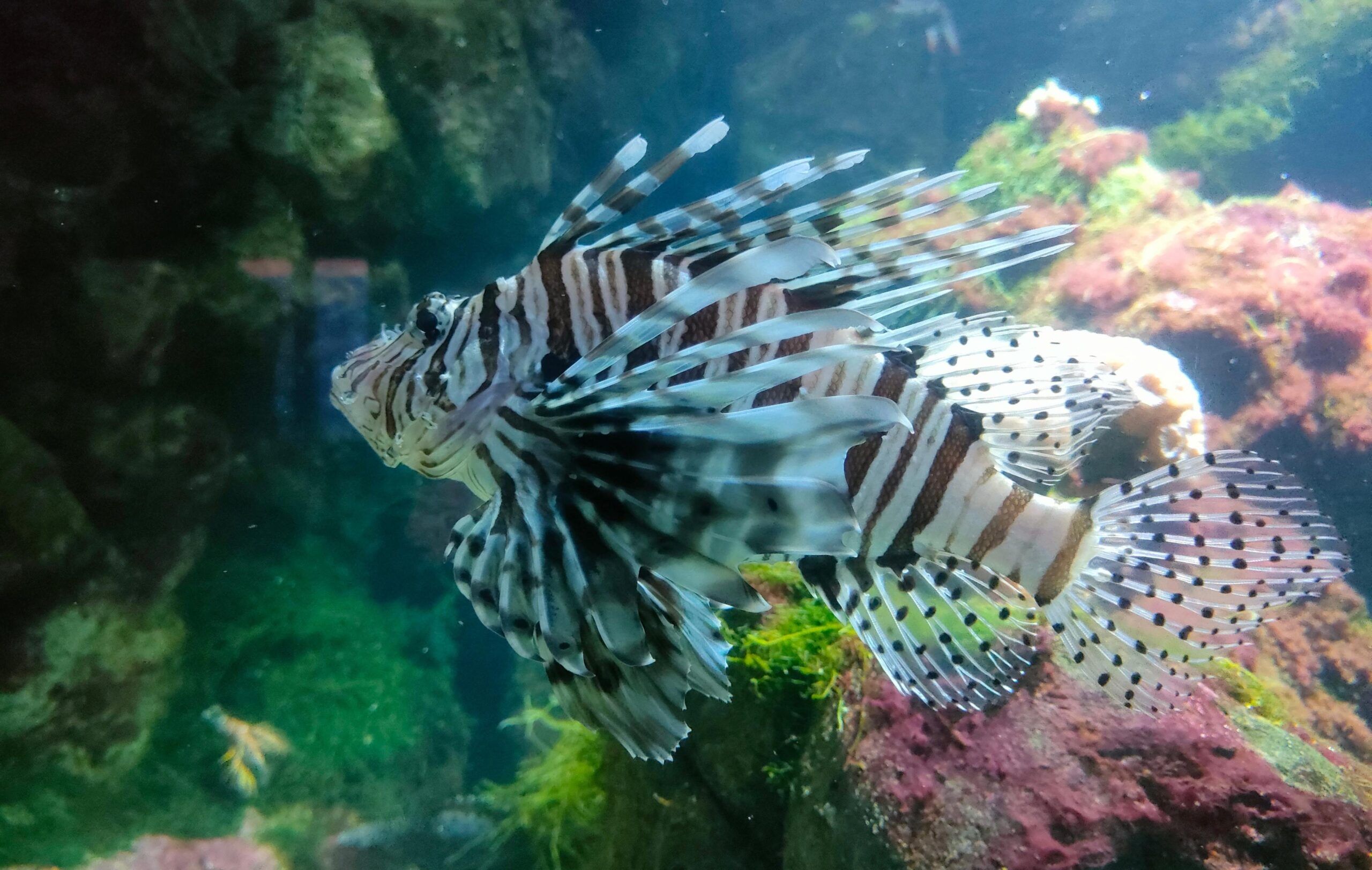 Francia con niños, Acuario la Rochelle