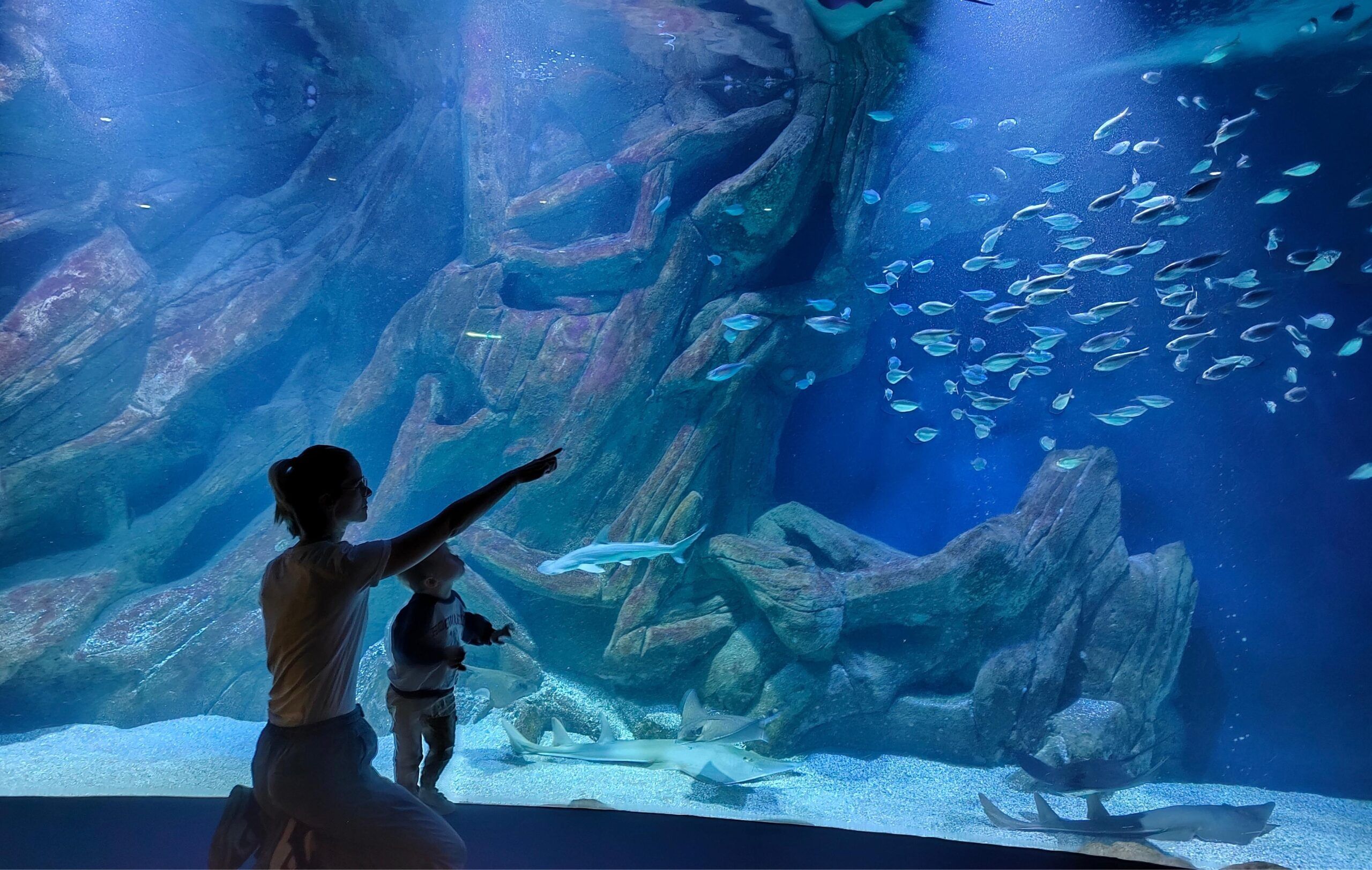 Francia con niños: Acuario de La Rochelle