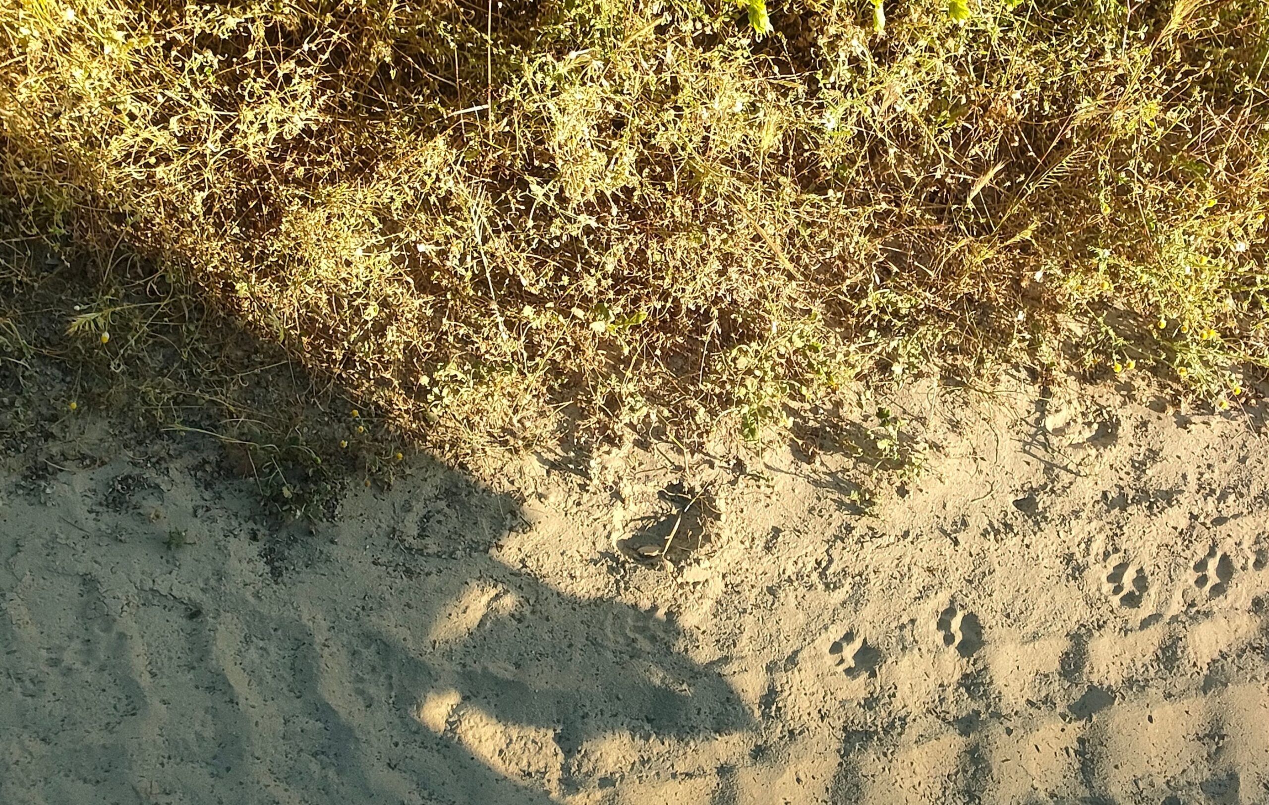 Doñana con niños