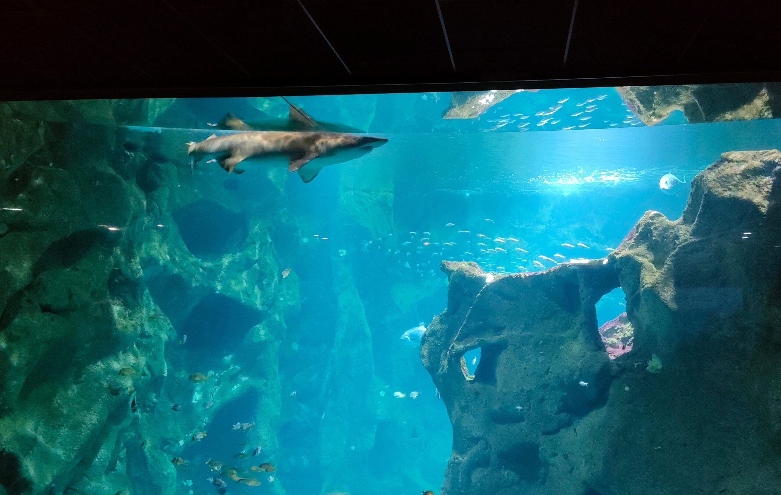 Francia con niños, Acuario la Rochelle